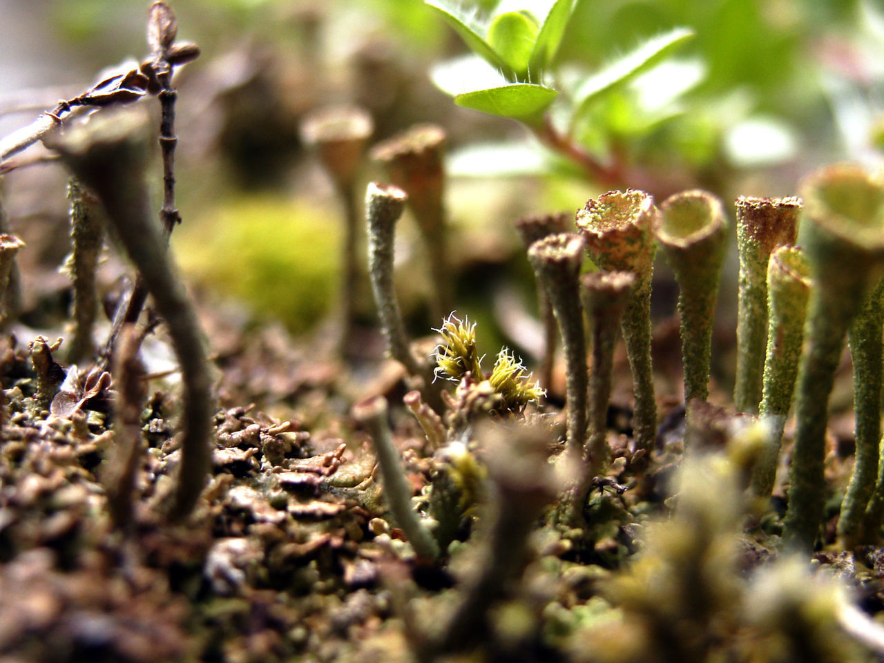 CLOSE-UP OF PLANTS GROWING ON LAND