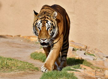 Bengal tiger