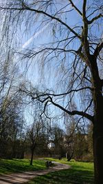 Bare trees on field against sky