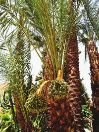 Low angle view of palm trees