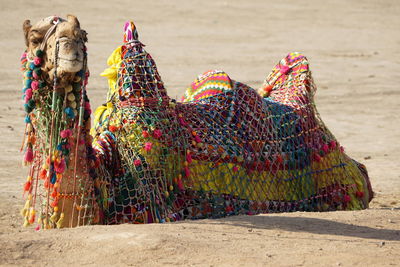 Multi colored camel on sand at beach