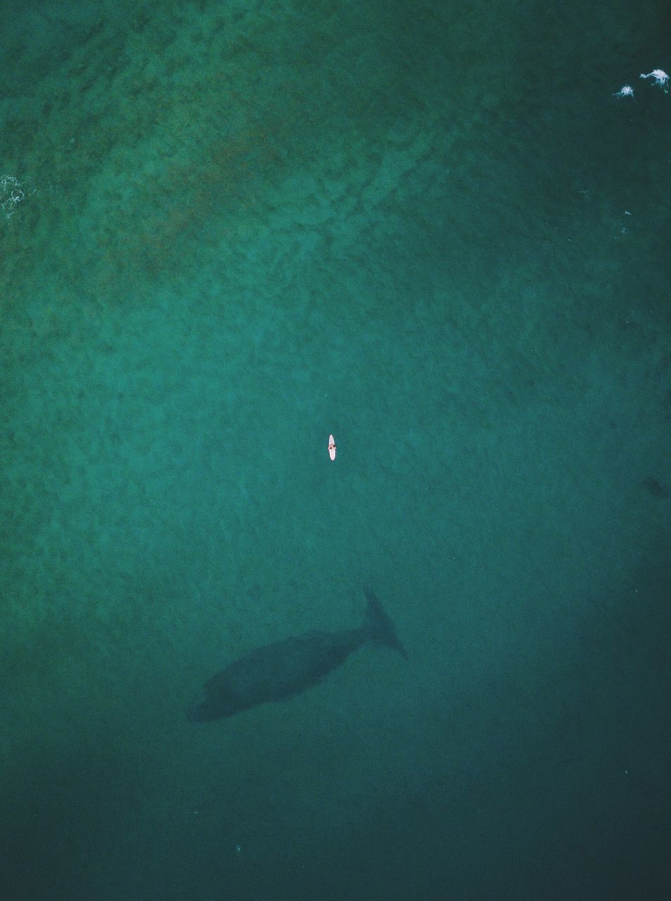 FISH SWIMMING UNDERWATER