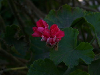 Close-up of red flowers