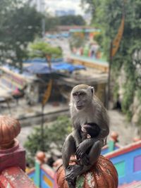 Monkey sitting outdoors