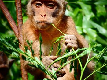 Portrait of monkey eating plant