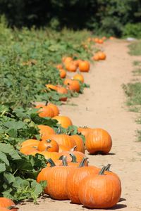 Close-up of orange pumpkins on farm