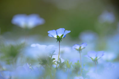 Close-up of nemophila flowers at showa memorial park, tokyo jp.