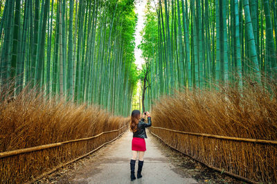 Woman standing on road amidst bamboo plants in forest