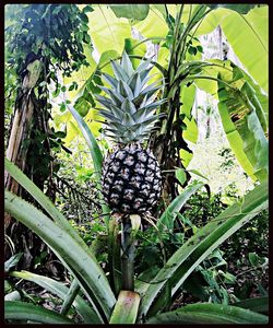 Plants growing in farm