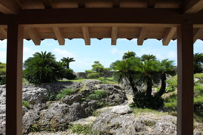 Scenic view of palm trees on rocks