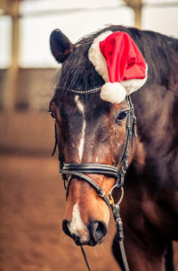 Close-up of horse with santa hat