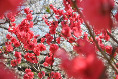 Close-up of red cherry blossoms in spring