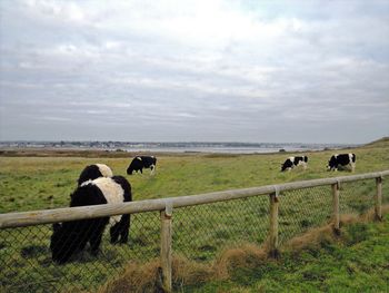 Cows grazing on field against sky