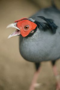 Close-up of bird on field