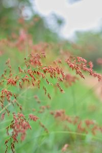 Close-up of flowering plant leaves on field