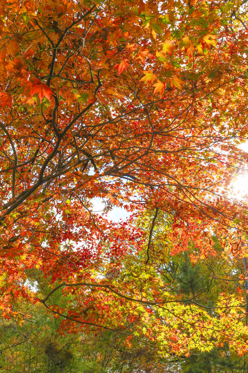 LOW ANGLE VIEW OF MAPLE TREE