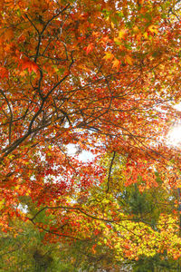 Low angle view of autumnal tree