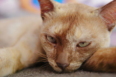 Close-up portrait of a cat lying
