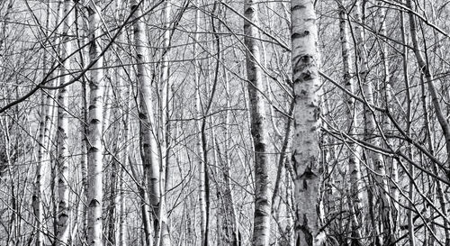 Low angle view of bare trees in forest