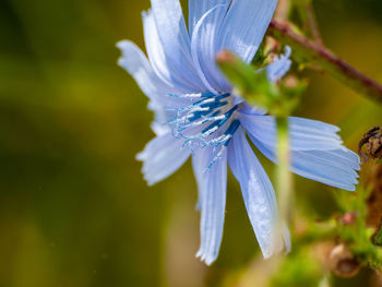 Close-up of purple flowering plant