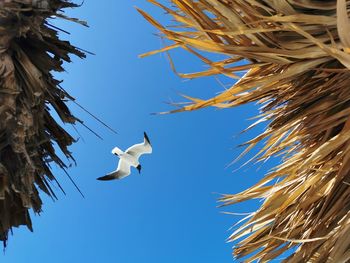 Low angle view of birds flying against blue sky