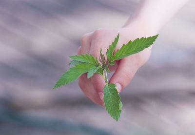 Close-up of hand holding small plant