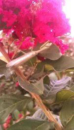 Close-up of pink flowers