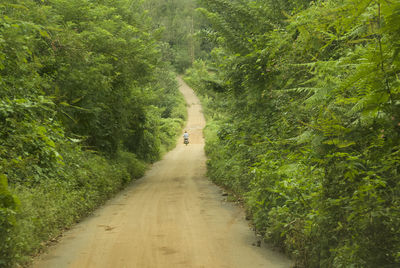 Empty road along plants and trees