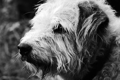 Close-up of dog looking away