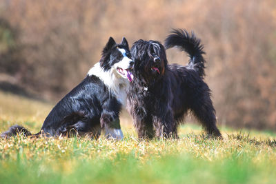 Black dog on a field