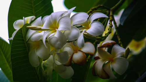 Close-up of white flowering plants