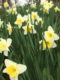 Close-up of yellow daffodil flowers