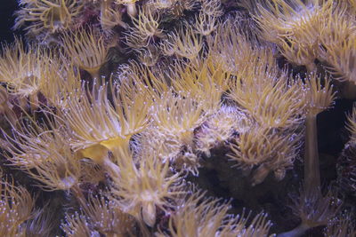 Close-up of coral in sea