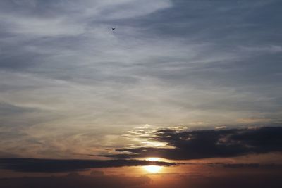 Low angle view of bird at sunset