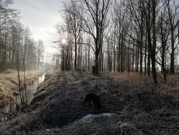 Dog on snow covered field