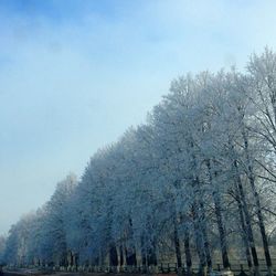 Low angle view of trees on snow covered landscape