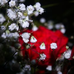 Close-up of white flowers blooming outdoors