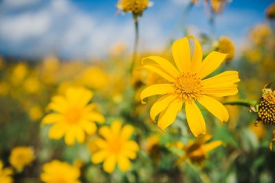 Close-up of yellow flowering plant on field