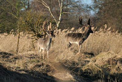 Deer standing in a field