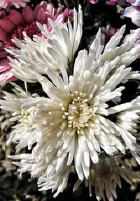 Close-up of flowers