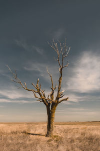 Bare tree on landscape against sky