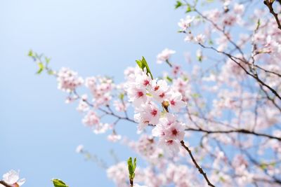 Low angle view of cherry blossoms in spring