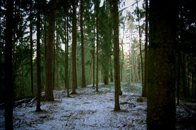 Trees in forest