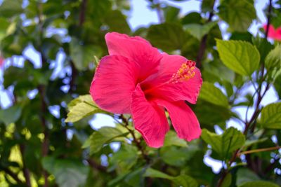 Close-up of pink flower blooming outdoors