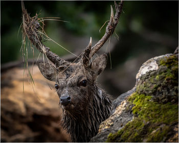 Close-up of deer in forest