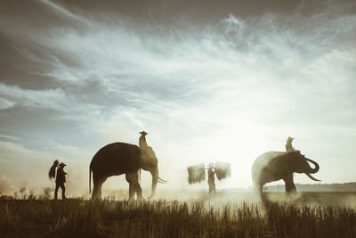 View of horses on field against sky