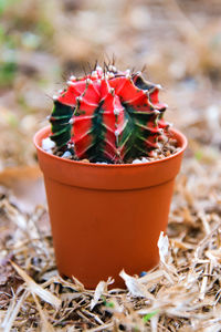 Close-up of potted plant