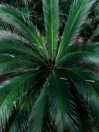 Close-up of palm tree leaves