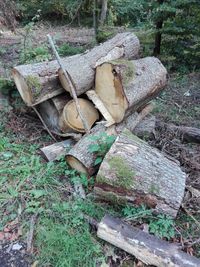 Stack of logs in field