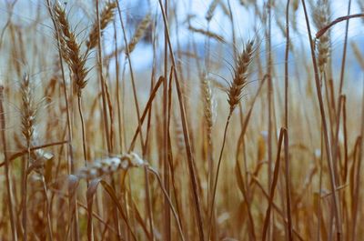 Close-up of wheat field